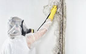 Glendale Heights, IL Mold Removal Company